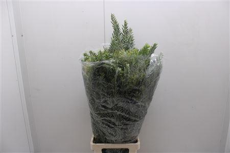 <h4>Mimosa Luna D'argento Xxl</h4>