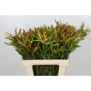 Leucadendron Ayoba Cherry Pearl Spray