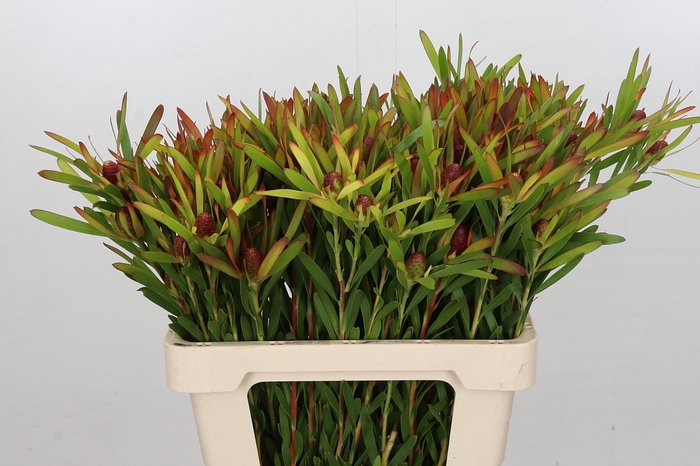 <h4>Leucadendron Ayoba Cherry Pearl Spray</h4>