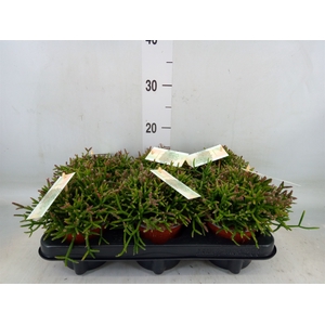 Rhipsalis burchellii