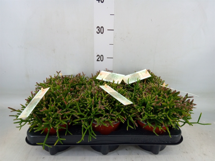 <h4>Rhipsalis burchellii</h4>