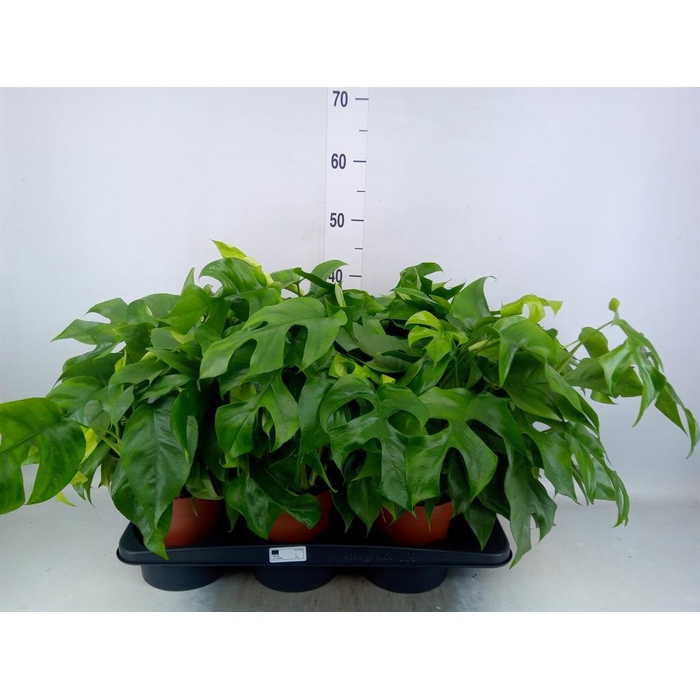 <h4>Monstera ...</h4>