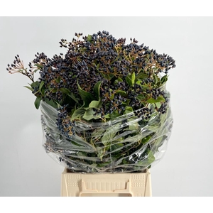 Viburnum metalberry