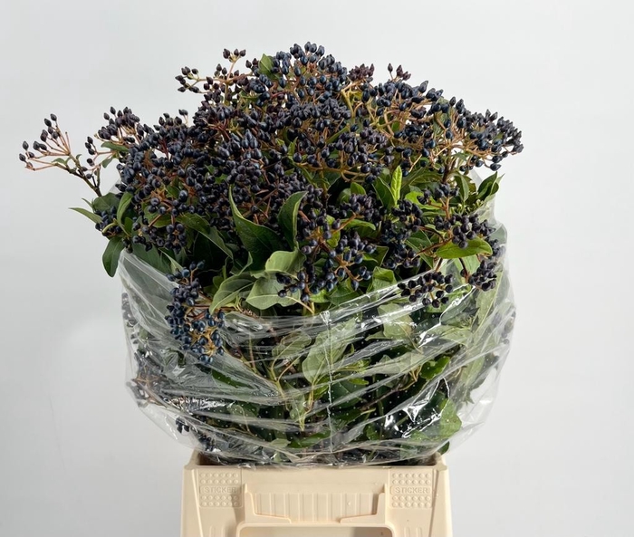 <h4>Viburnum metalberry</h4>