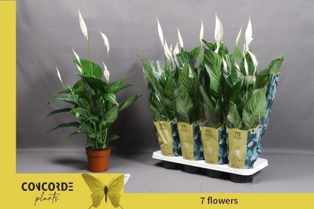 <h4>SPATH SWEET RICARDO</h4>