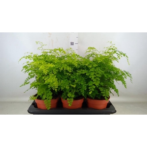 Adiantum raddi. 'Fragrans'