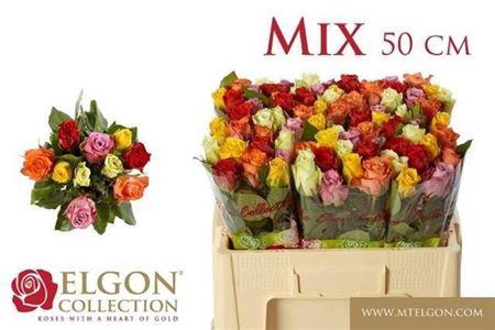 <h4>R Gr Gem In Bos</h4>