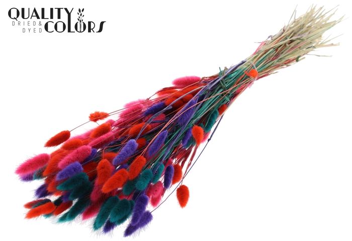 Lagurus Premium per bunch Colourful 4