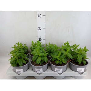 Mentha piperita
