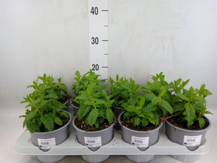 <h4>Mentha piperita</h4>