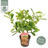 Photinia serratifolia Pink Crispy