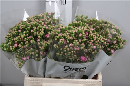 <h4>Kal Taffy Pin Meadow</h4>