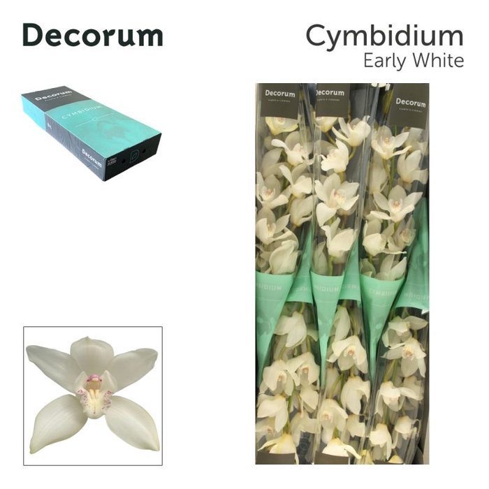 <h4>Cymbidium Early White 80 cm Super Koningshof</h4>