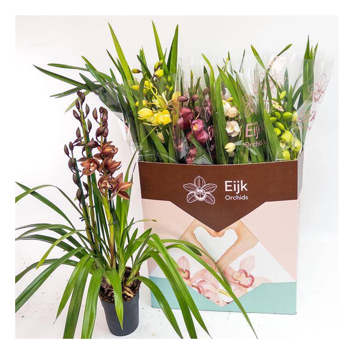 <h4>Cymbidium mix (Cites) 14Ø 80cm 3st</h4>