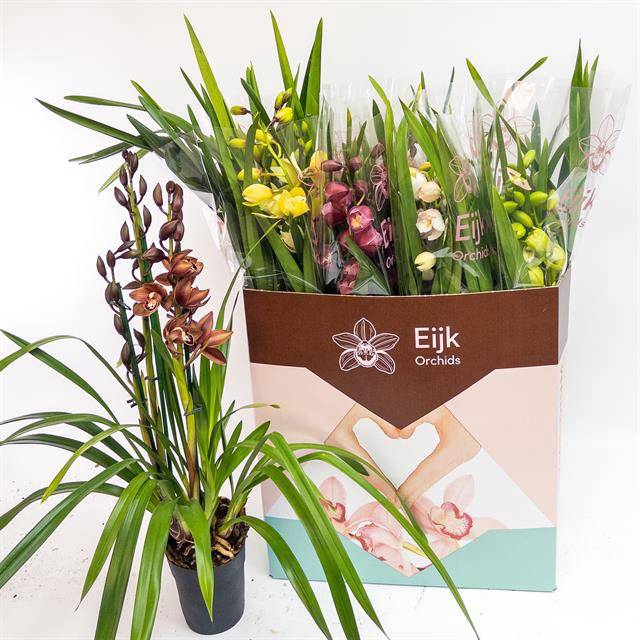 Cymbidium mix (Cites) 14Ø 80cm 3st