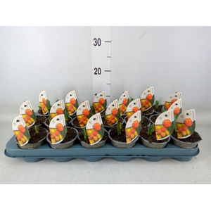 Tulipa DU 'Flamingo Baby'