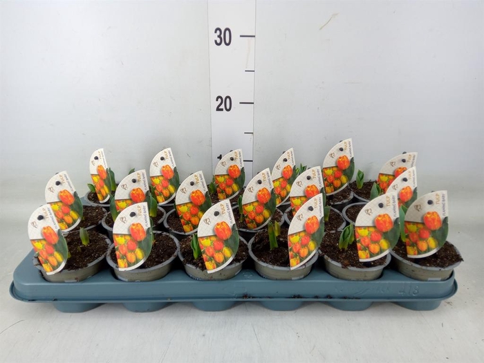 <h4>Tulipa DU 'Flamingo Baby'</h4>