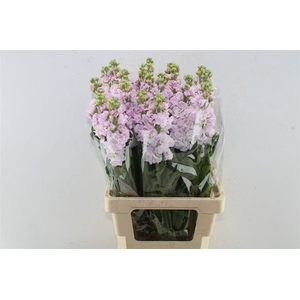 Matth Iron Light Pink