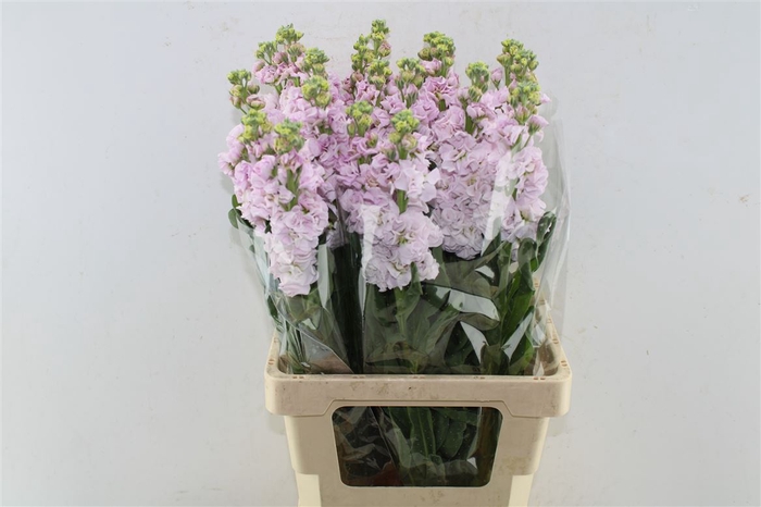<h4>Matth Iron Light Pink</h4>
