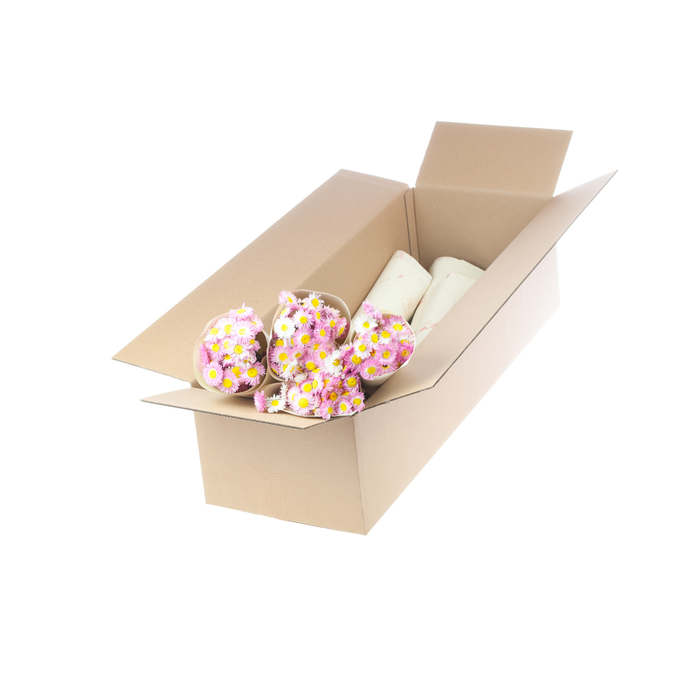 <h4>Acroclinium pink</h4>