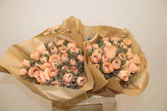 <h4>Anem Marianne Powder Orange</h4>