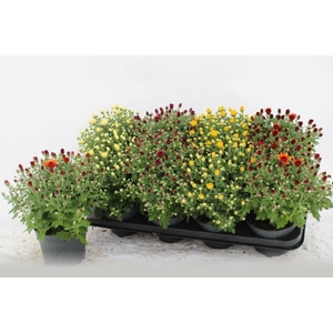 CHRYS GARDEN MUMS GM
