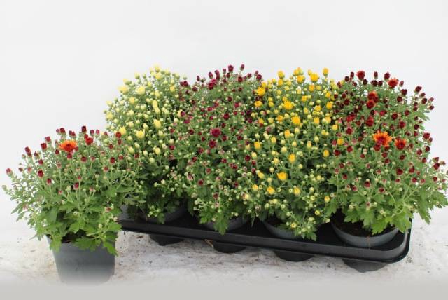 <h4>CHRYS GARDEN MUMS GM</h4>