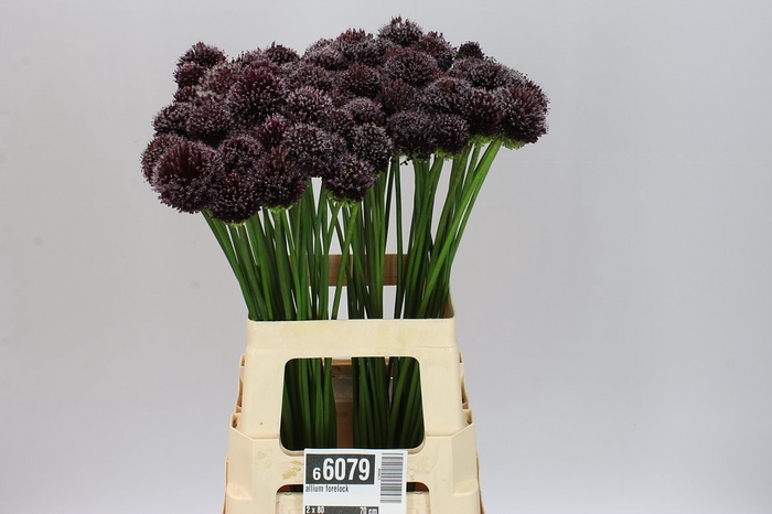 Allium Forelock