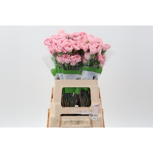 Di St Pink Cute 60cm