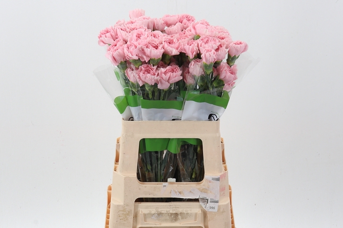 <h4>Di St Pink Cute</h4>