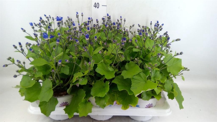 <h4>Pericallis cr. 'Senetti Violet Bic'</h4>