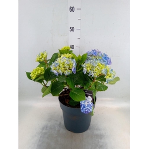 Hydrangea mac. 'Early'