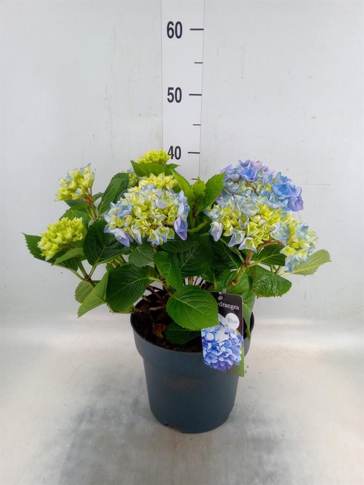 <h4>Hydrangea mac. 'Early'</h4>
