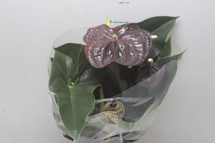 <h4>ANTHURIUM SEMPRE P17 PREMIUM</h4>