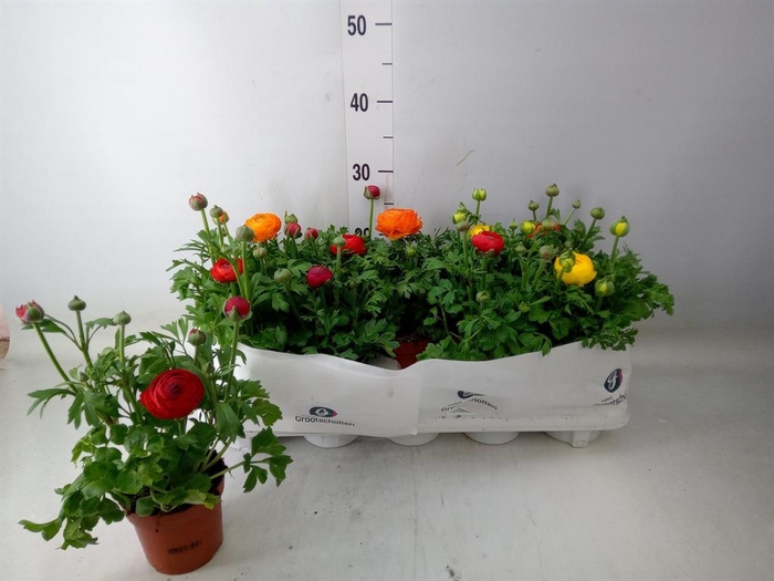 <h4>Ranunculus  'Sprinkles Dwarf'  .mix</h4>