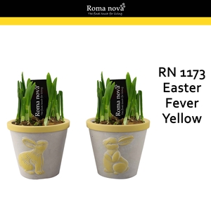 Narcis Rom 1173 Easter Fever Yellow