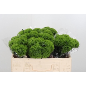 Dianthus Kiwi