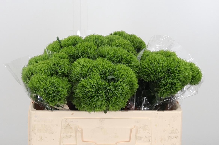 <h4>Dianthus Kiwi</h4>