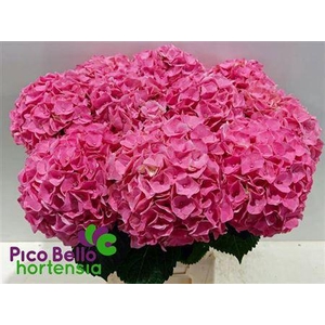 Hydr M My Riviera Roze 60cm
