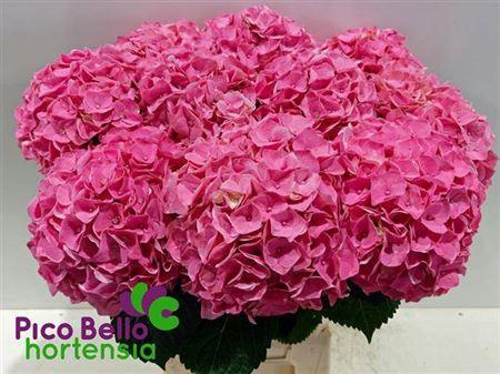 <h4>Hydr M My Riviera Roze 60cm</h4>