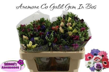 <h4>Anem Gem Bs</h4>