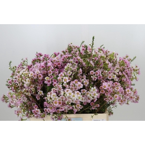 Chamelaucium Leilani