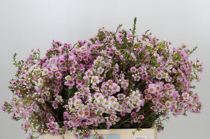 <h4>Chamelaucium Leilani</h4>