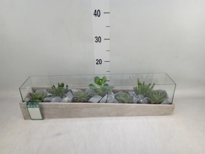 <h4>Arr. Succulents H%</h4>