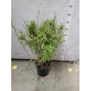 Fargesia nitida 'Volcano'