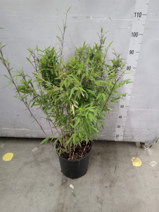 <h4>Fargesia nitida 'Volcano'</h4>