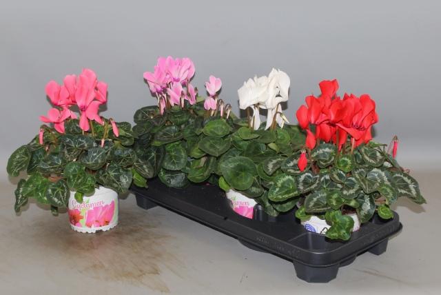 <h4>CYCL GR SUP XL</h4>