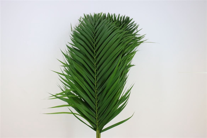 Cane Palm 100cm