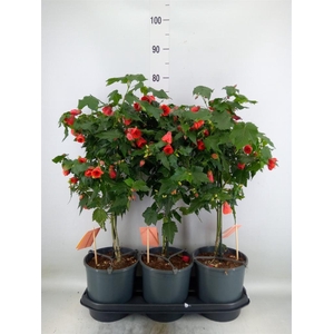 Abutilon  'Red Trumpet'