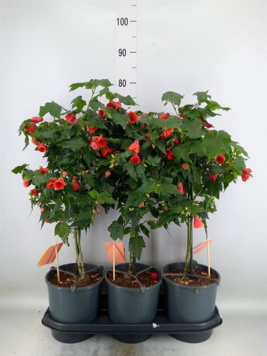 <h4>Abutilon 'Red Trumpet'</h4>